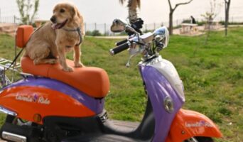 Lavanta.Ride: В Анталии открывается новый проект для поминутной аренды и инвестиций в скутеры для передвижения по городу